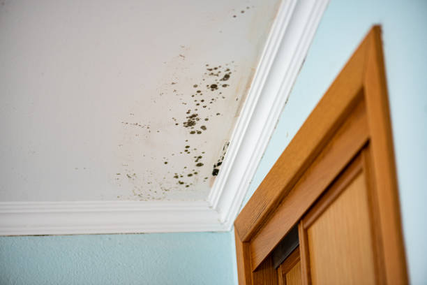 Best Mold Remediation Services  in Sharonville, OH