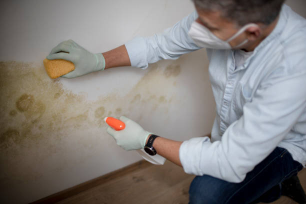 Best Toxic Mold Removal  in Sharonville, OH