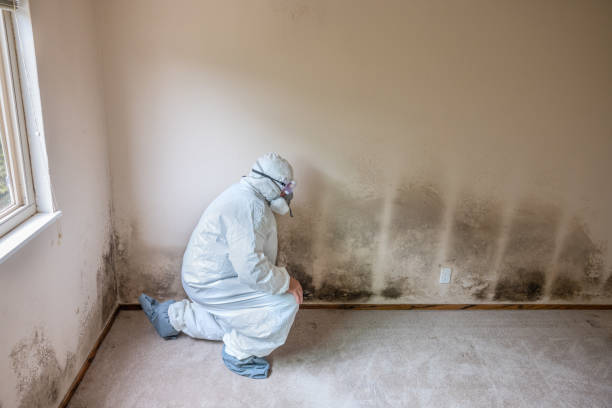 Best Emergency Mold Removal  in Sharonville, OH