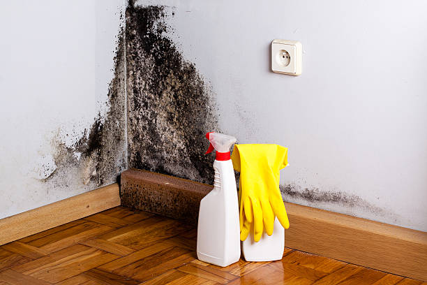 Best Mold Damage Repair  in Sharonville, OH