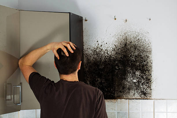 Best Mold Removal Company Near Me  in Sharonville, OH